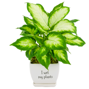 Whimsical Philodendron Plant