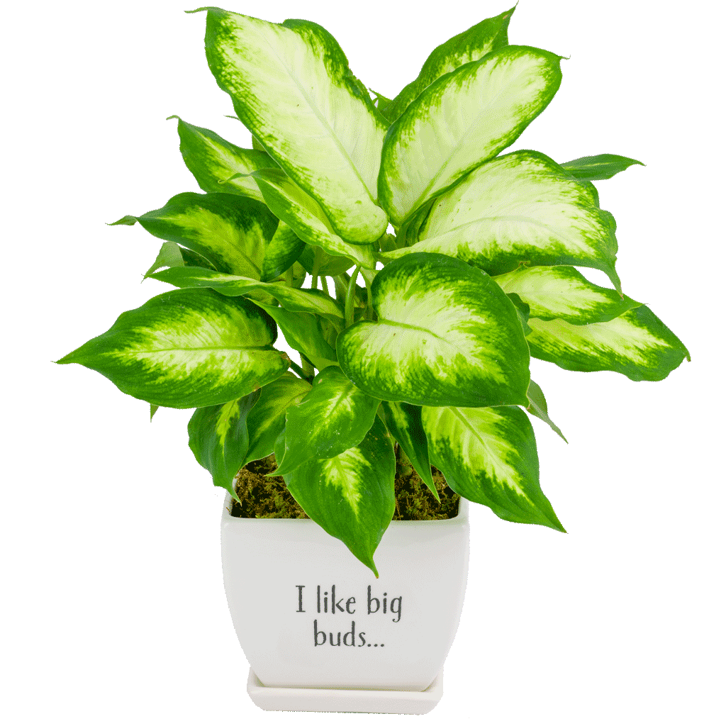 Whimsical-Philodendron-Plant