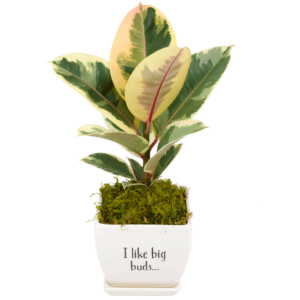Whimsical Variegated Ficus Plant