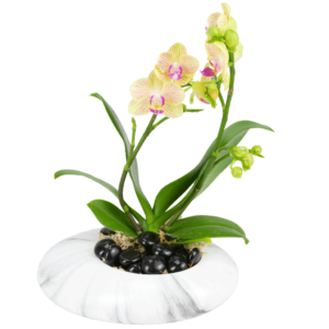 Zen Garden Orchid