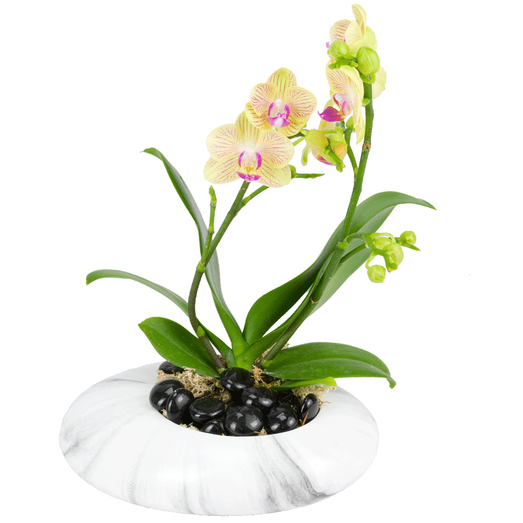 Zen Garden Orchid
