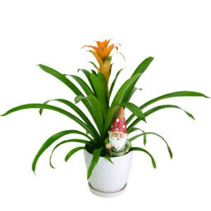 Bromeliad Plant with Gnome