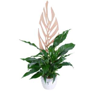 Peace Lily in a Faux Marble Pot