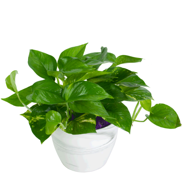 Pothos Plant