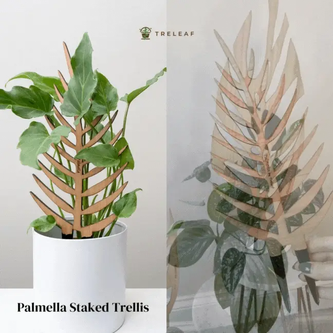 Palmellaleafshapedtrelliswithsatinpothos_648x648 Plant trellis inspired by the Palm Leaf