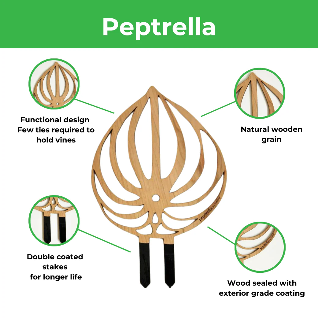 Peptrella_trellis_features_1040x1040 12" Palmella Plant Trellis - Watermelon Peperomia