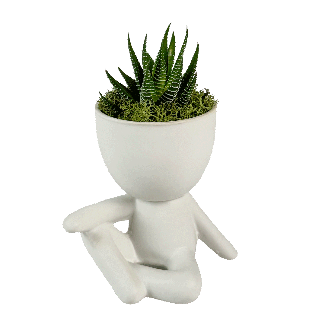Plant-Head Zen Zebra Succulent