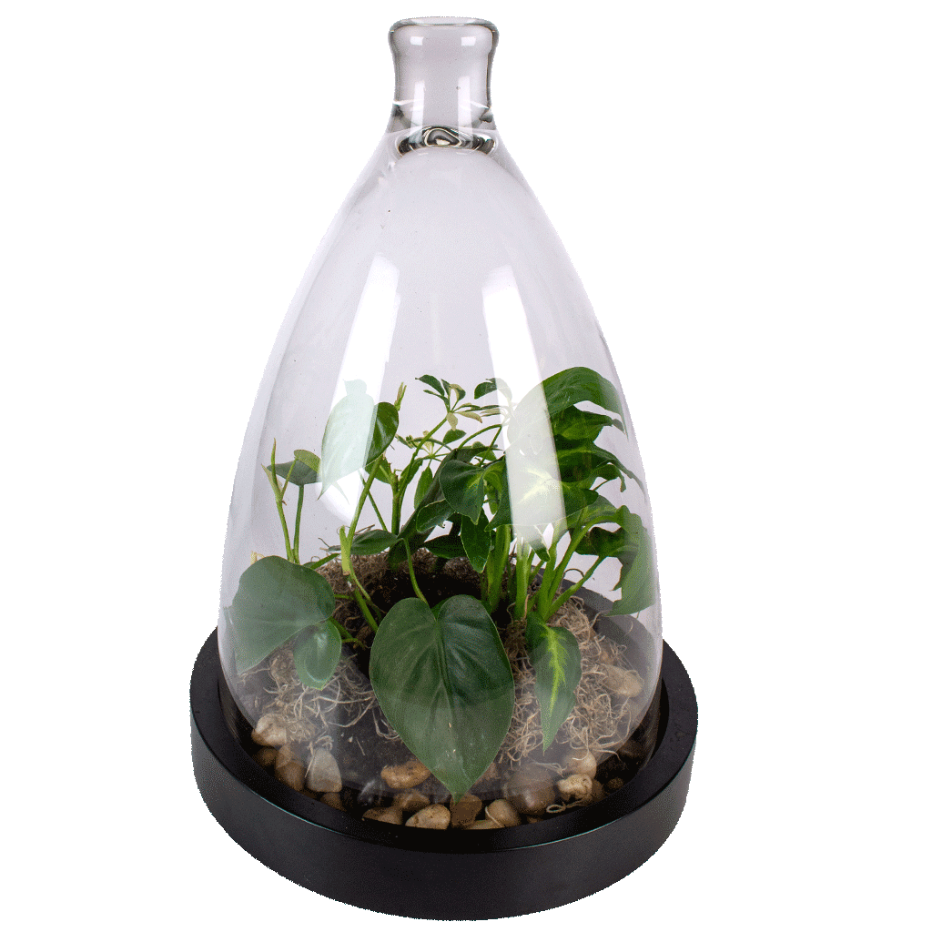 Botanical Bell Jar Garden Botanical Bell Jar Garden