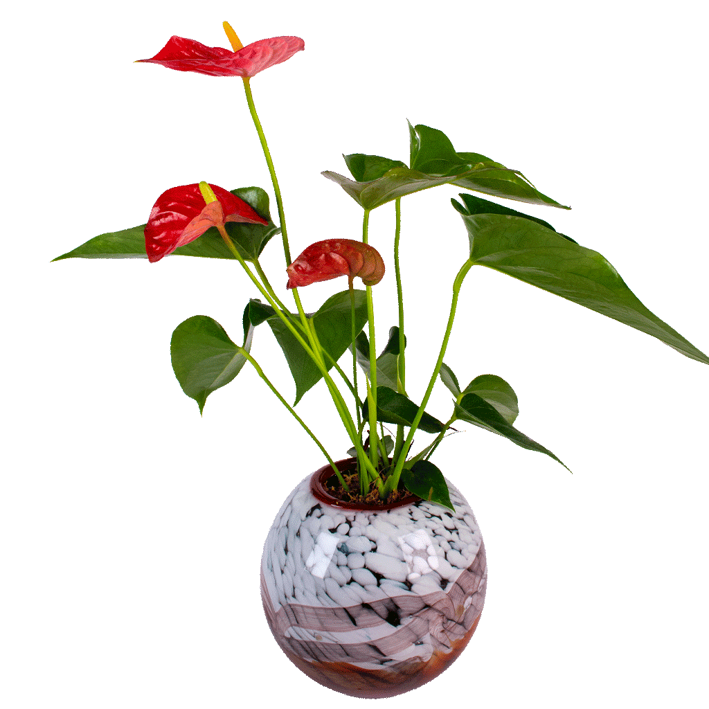 Crimson Heart Anthurium Plant Crimson Heart Anthurium Plant