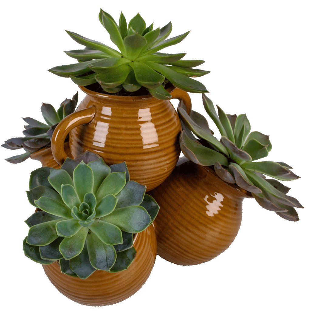 Rustic Succulent Garden Rustic Succulent Garden