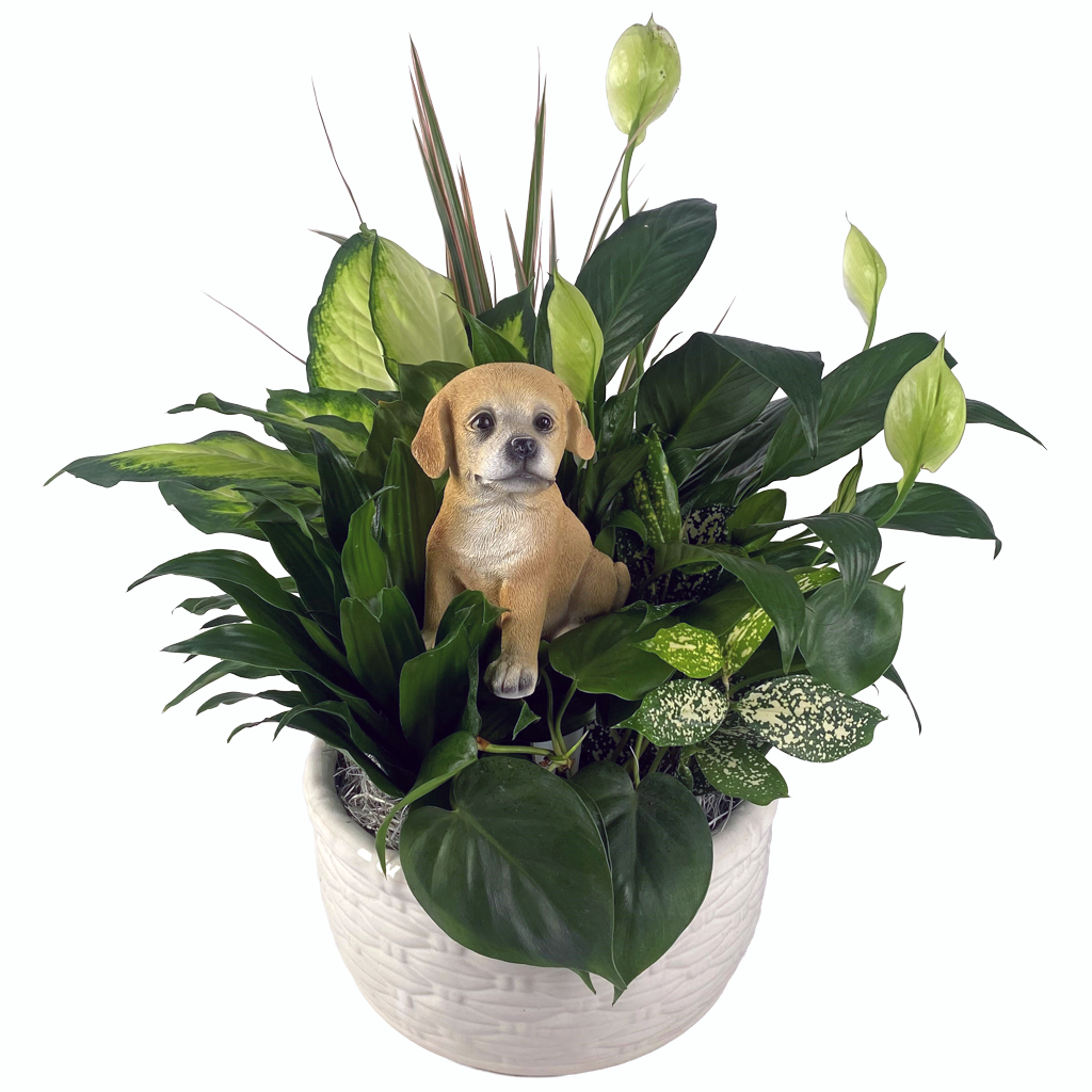 Med Dog Puppy Love Dish Garden